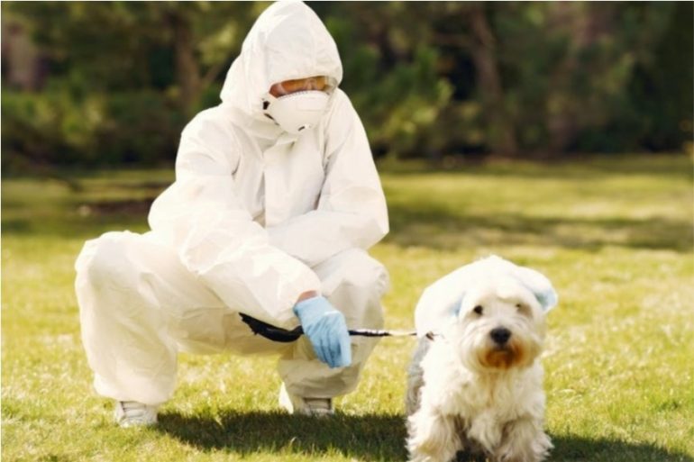 perros podrían detectar el coronavirus