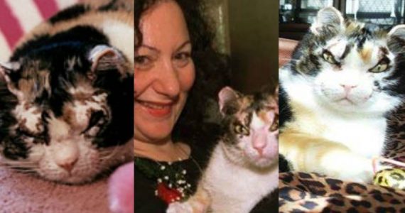 Gatos y el origen de Karen