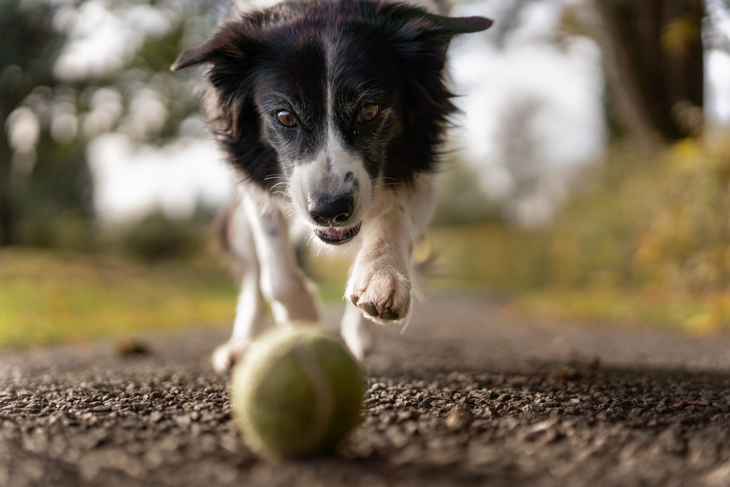 beneficios tener perro en casa