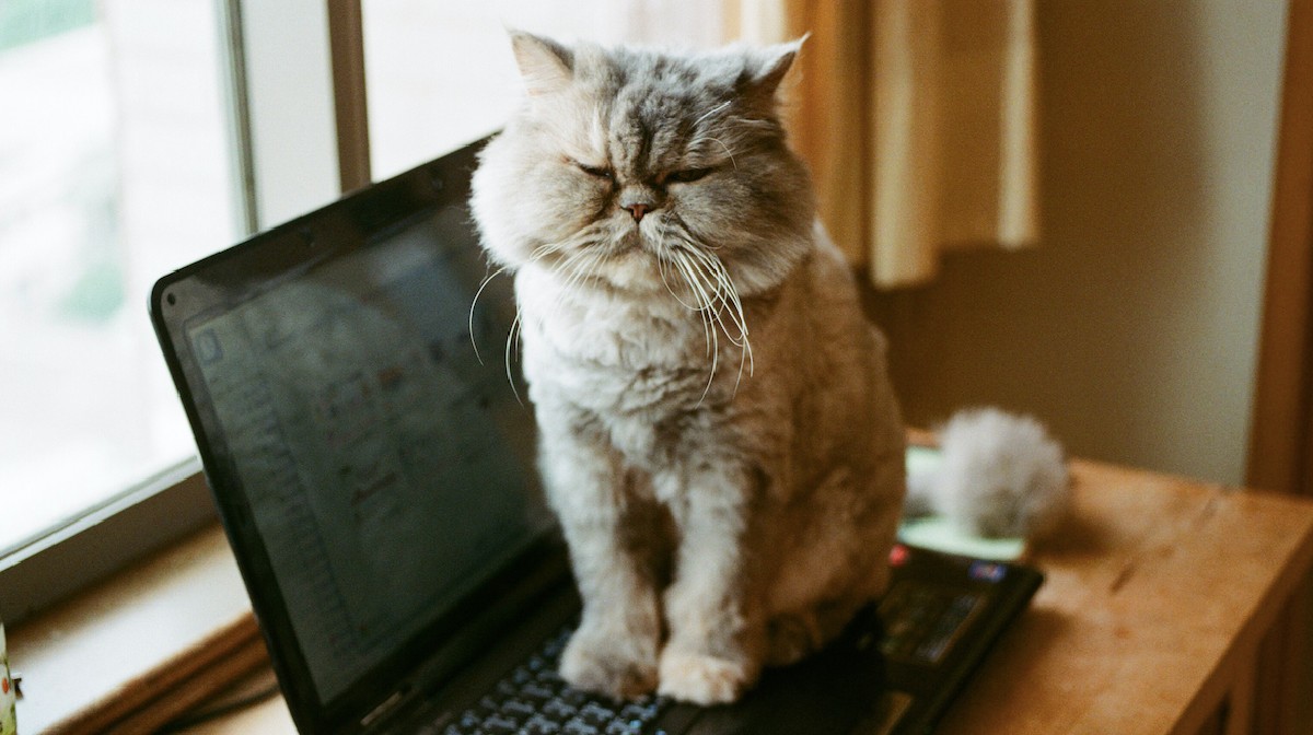 La adorable por la que los gatos se sientan en el de la computadora Tú en línea